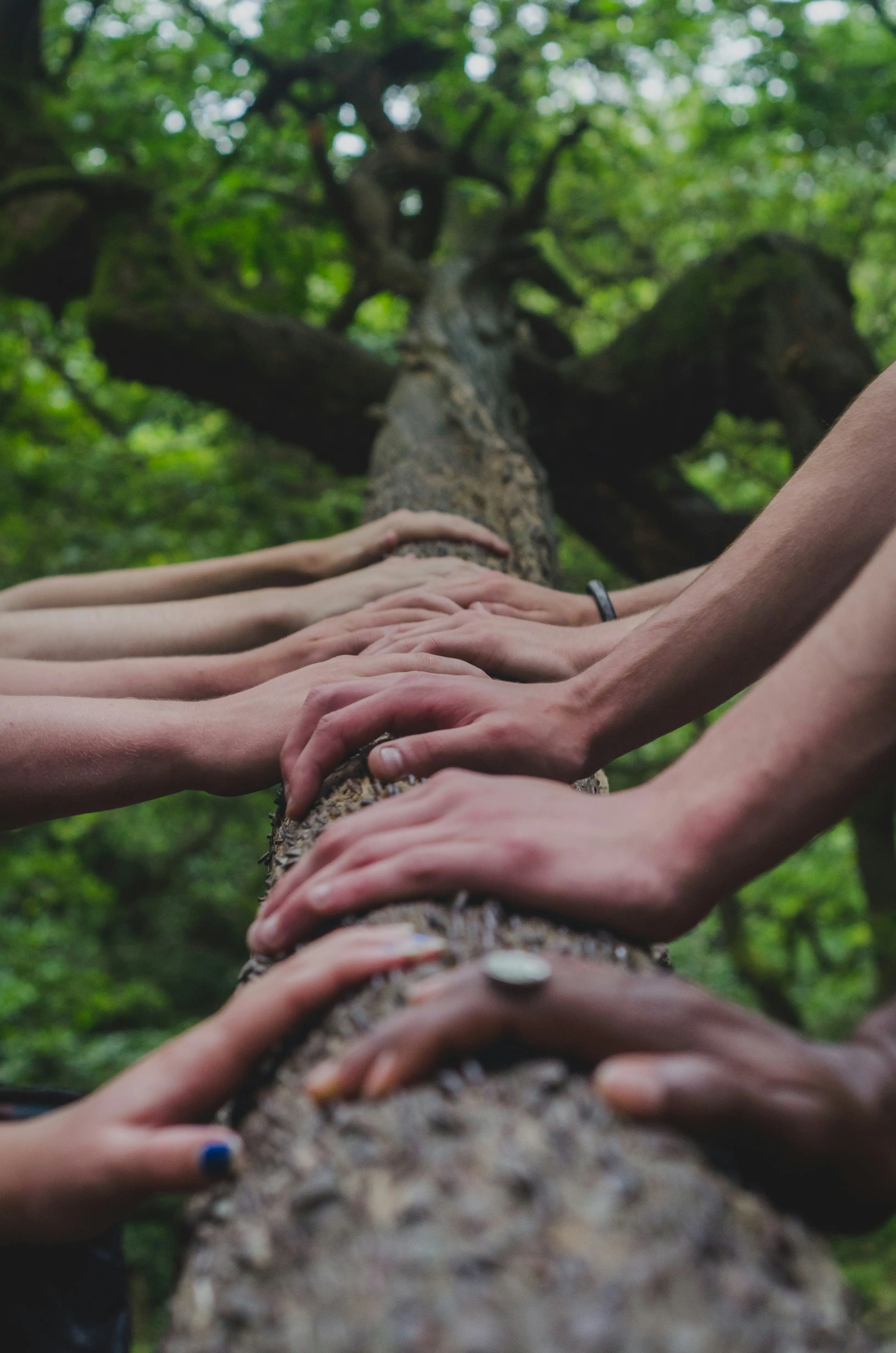 A group of people touching a tree with their hands